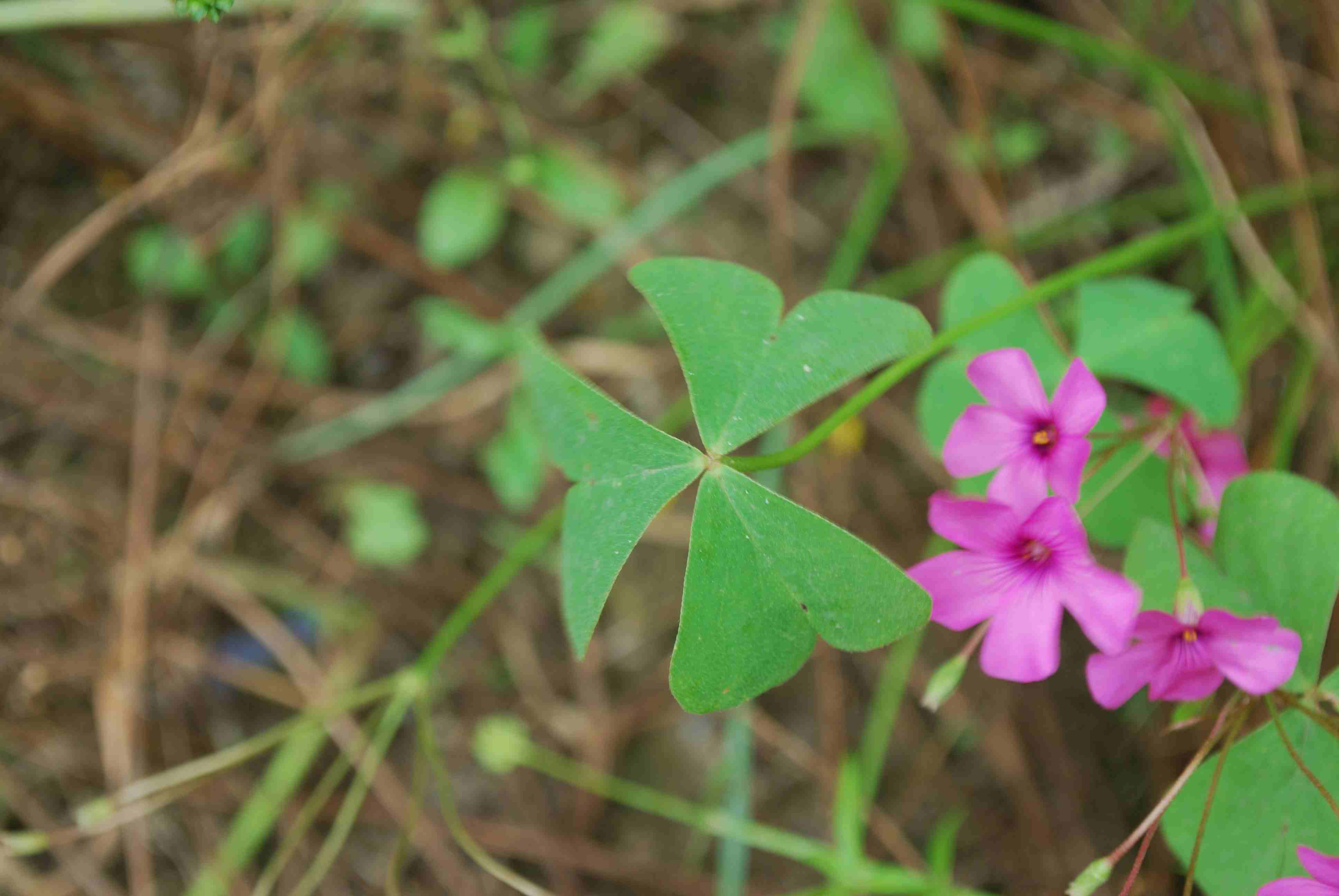Oxalis articulata
